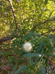 Cephalanthus salicifolius