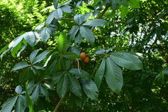 Aesculus chinensis wilsonii