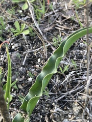 Chlorogalum pomeridianum