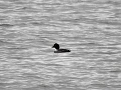 Bucephala clangula americana