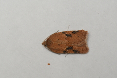 Acleris cervinana