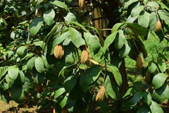 Reevesia pubescens