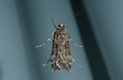 Scoparia tetracycla