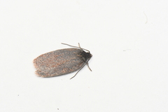 Acleris