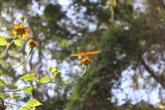 Dryas iulia moderata