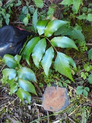 Cyrtomium devexiscapulae