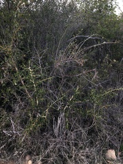 Ceanothus pendletonensis