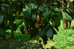 Reevesia pubescens