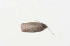 Acleris