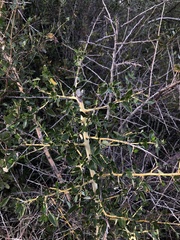 Ceanothus pendletonensis
