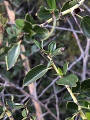 Ceanothus pendletonensis