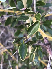 Ceanothus pendletonensis