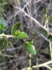 Ceanothus pendletonensis