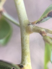 Ceanothus pendletonensis