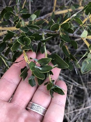 Ceanothus pendletonensis