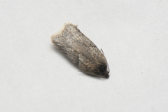 Acleris