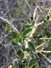 Ceanothus pendletonensis