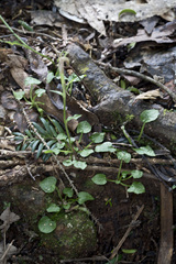 Pterostylis alobula