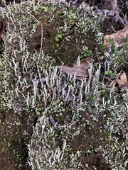 Cladonia scabriuscula