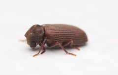 Anobium punctatum