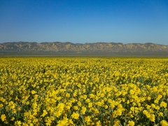 Monolopia lanceolata