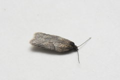 Acleris