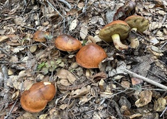Suillus pungens