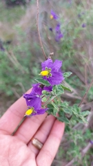 Solanum parishii