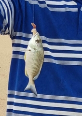 Acanthopagrus australis