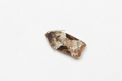 Acleris braunana
