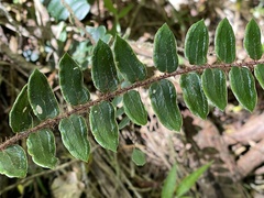 Pellaea rotundifolia