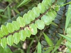 Pellaea rotundifolia