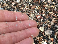 Eriogonum spergulinum