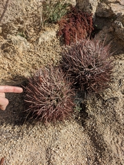 Homalocephala polycephala