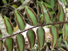 Pellaea rotundifolia