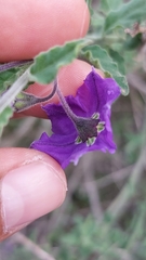 Solanum parishii