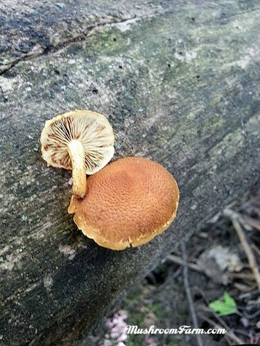 Pholiota