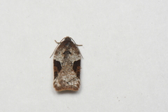 Acleris braunana