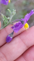 Solanum parishii