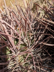 Homalocephala polycephala