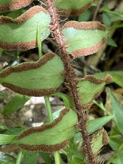 Pellaea rotundifolia