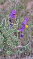 Solanum parishii