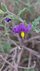 Solanum parishii