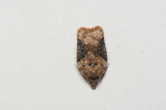 Acleris braunana
