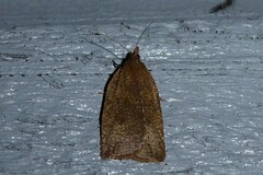 Planotortrix