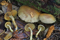 Gymnopilus punctifolius