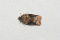 Acleris braunana