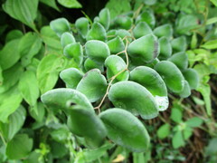 Pellaea cordifolia