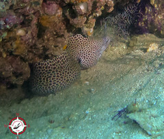 Gymnothorax favagineus