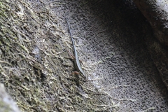 Sphenomorphus sanctus